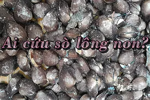 Ai cứu sò lông non đang bị khai thác kiểu hủy diệt?