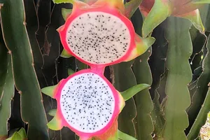 Tiếp nhận nguồn tin tội phạm việc mua bán thanh long xuất sang Trung Quốc