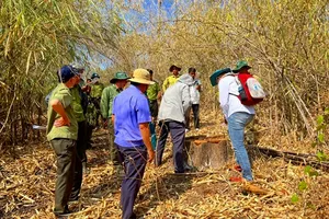 Bình Thuận - Lâm Đồng truy xét nhóm lâm tặc phá rừng phòng hộ