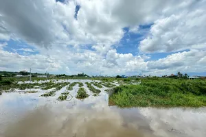 230 căn nhà, hơn 400 ha thanh long ở Bình Thuận bị ngập do mưa lớn kéo dài
