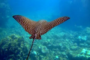 Cá mòi, cá đuối, cá linh, cá tra dầu được đưa vào danh mục cần được bảo vệ