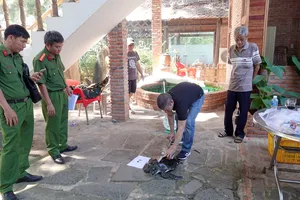 Phát hiện 4 cá thể rùa biển quí hiếm nuôi nhốt trong khu du lịch