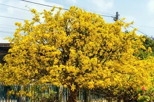 Ngắm cây mai cổ thụ 125 năm tuổi từng được trả giá 5,9 tỉ đồng