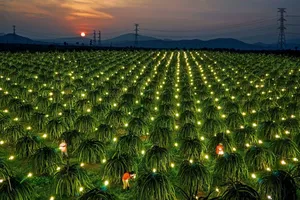 Bình Thuận lấy ý kiến cử tri việc sáp nhập các tỉnh Lâm Đồng, Bình Thuận, Đắk Nông