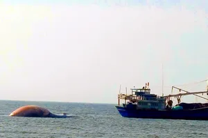 Lai dắt xác cá voi nặng hơn 7 tấn ở biển Lâm Đồng vào đất liền chôn cất