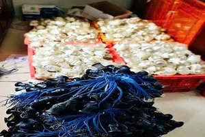 Thuê 14.250 bóng đèn compact rồi đem đi bán ve chai