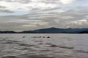 Đàn cá heo hơn 20 con xuất hiện ở Hòn Cau, đùa giỡn cạnh tàu ngư dân