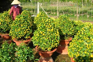 Chợ xuân Bến Tre quê tôi