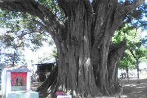  “Ông Tà” mà không tà!