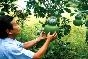 Về Phú Hữu ăn bưởi Năm Roi