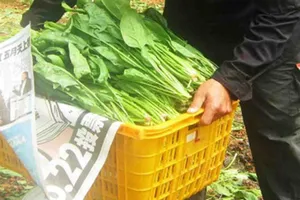 Lãi tiền tỷ từ trồng cải bó xôi