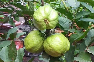 Trồng ổi trong chậu cho nhiều trái