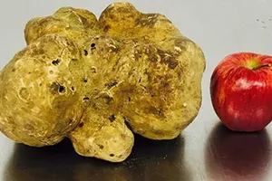 Cây nấm cục giá 1,3 tỷ đồng