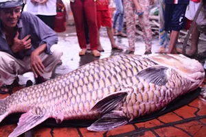 Bắt được cá hô nặng 130kg trên sông Mỹ An
