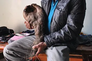 Củ khoai vạc hình 'bàn tay Phật'