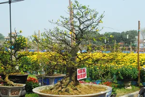 Gốc hoàng mai giá gần một tỉ