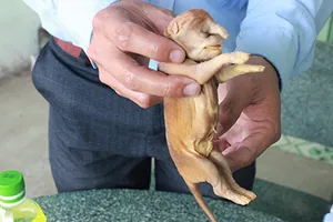 Con chó lạ mang đến may mắn cho chủ nhân