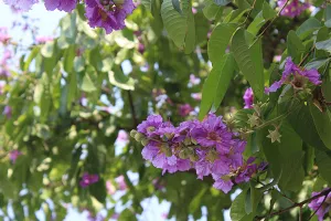 Sắc tím Bằng lăng dịu dàng giữa Hà Nội, phố Huế