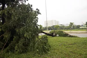Nhiều cây xanh bật gốc vì mưa lốc