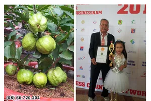 Trồng ổi siêu trái trong chậu nhận giải thưởng