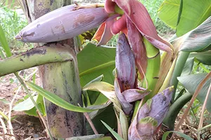 Kỳ lạ cây chuối trổ ba buồng