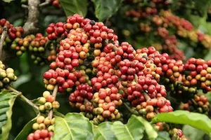 Dân 'găm' cà phê, doanh nghiệp thiếu hàng xuất khẩu