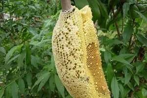 Ăn tổ ong rừng,14 người nhập viện, một tử vong