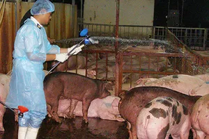 Đã xác định nguồn gốc hai lô heo nhiễm chất cấm