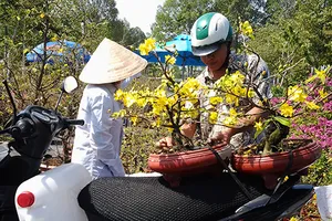 Người bán 'méo mặt' vì mai đồng loạt bung nở trước tết