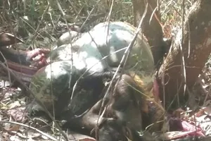 Lại phát hiện một con bò tót chết trong khu bảo tồn