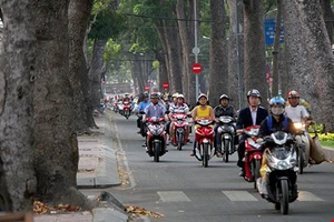 Không đốn hạ cây xanh trên đường Tôn Đức Thắng