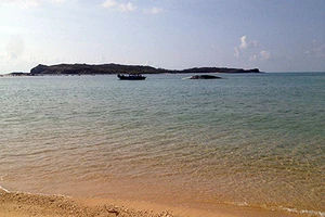 Phát hiện cá voi nặng hơn 10 tấn gần đảo Phú Quý