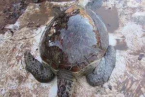 Rùa biển quý hiếm suýt thành mồi nhậu