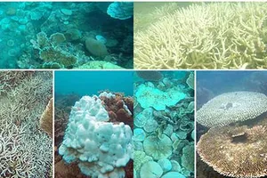 Báo động tình trạng san hô tại Côn Đảo bị tẩy trắng và chết 