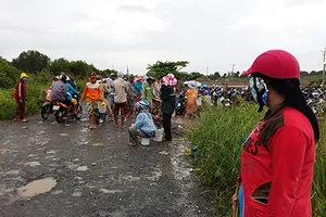 Nghêu chết hàng loạt, thiệt hại vài chục tỉ đồng