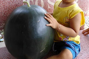 Xem dưa hấu 'khủng' cân nặng 17 kg
