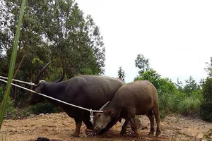 Bắt được 8 con ‘trâu điên’, dân vẫn sợ vì còn 2 con