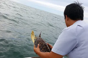 Đôi mắt ướt của con đồi mồi trong... quán nhậu