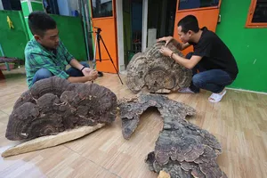 Nấm linh chi 'khủng' có hình dáng kỳ lạ