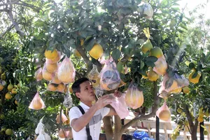 Bưởi cảnh giá chục triệu đến phố biển