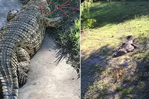 Lạnh người quả bóng golf nép mình cạnh cá sấu khổng lồ