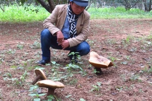 Huế: Hoang mang nấm khổng lồ tấn công vườn thanh trà