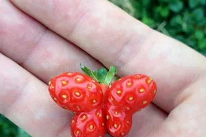 Tròn mắt vì tạo hình kỳ diệu của củ quả tự nhiên