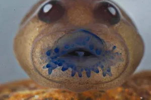 Phát hiện loài vật tuyệt chủng 137 năm ở Ấn Độ