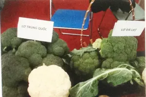 Để tránh mua phải rau, củ, quả Trung Quốc