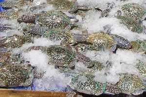 Kinh nghiệm chọn hải sản tươi, ngon