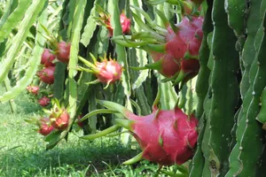 Nhiều đặc sản địa phương lần đầu ra mắt tại TP.HCM