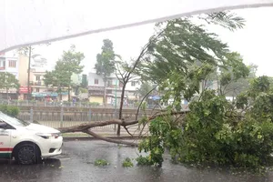Cây xanh bật gốc, bổ nhào xuống taxi ở đường Trường Sa