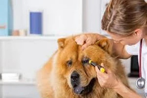 93% người Việt Nam đi du lịch không thể thiếu điện thoại