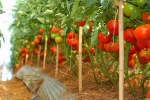 Sang Hàn hái ớt 3 tháng thu nhập 100 triệu đồng?